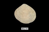 藏品(一種唱片蛤)的圖片